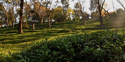 Kangra Tea Gardens – Tea Companion – The Traveller Trails