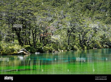 Blue lake, Nelson Lakes National Park, south island, Aotearoa / New ...