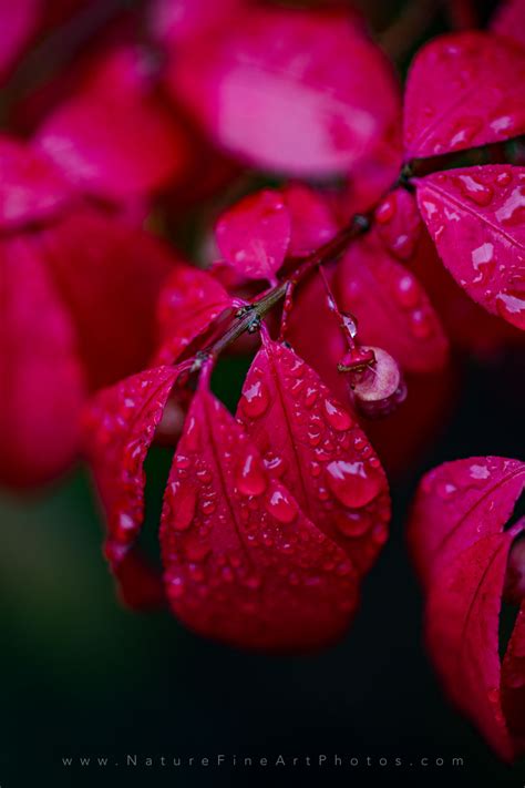 Fall Colors Photo Vibrant Pink Burning Bush | Nature Photos for Sale