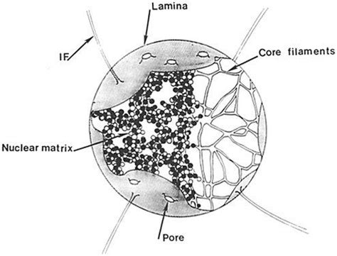 Matrix - Definition and Examples - Biology Online Dictionary