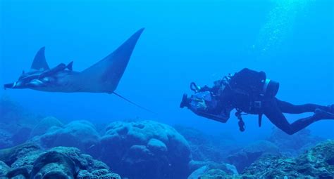 Giant manta ray nursery discovered in Gulf of Mexico