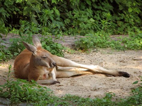 File:Macropus-rufus-red-kangaroo-resting.jpg