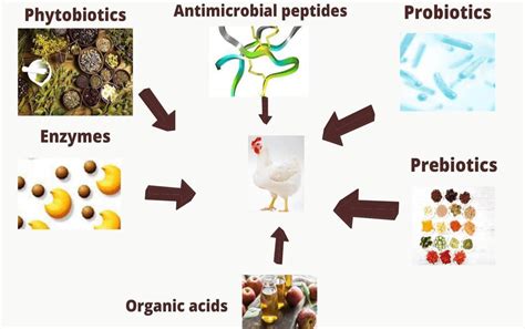 Example of some alternatives to antibiotics used in broiler production ...