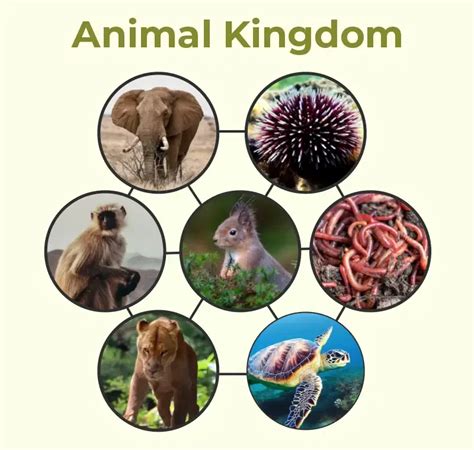 Animal Kingdom - Biology, & Classification of Animal Kingdom