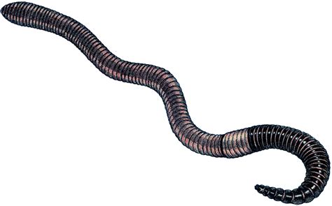 Free Earthworm Cliparts, Download Free Earthworm Cliparts png images ...