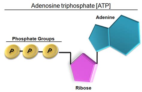 Atp Structure Labeled