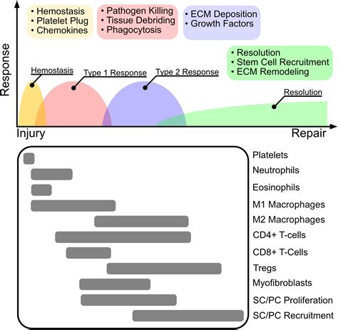 Frontiers | Reparative and Maladaptive Inflammation in Tendon Healing