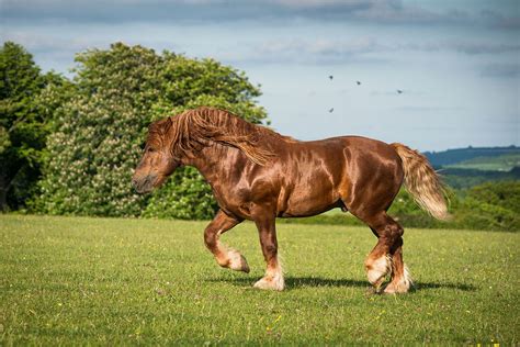 10 Strongest Horse Breeds in the World (with Pictures) | Pet Keen