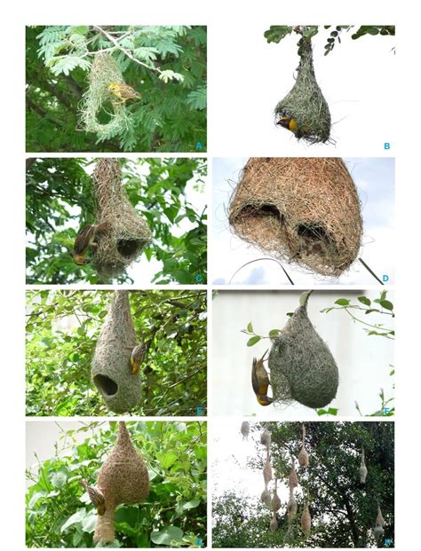 A-H. Baya Weaver nest building stages. | Download Scientific Diagram