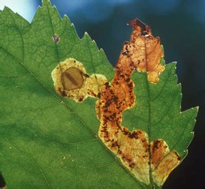 Common Insect Pests of Hawthorn