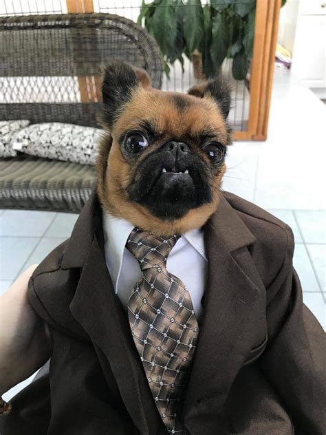 Dog in a business suit | Cute dogs and puppies, Cat pics, Funny animals