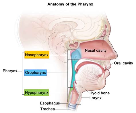 Pharynx - Anatomy & Function in Respiratory System