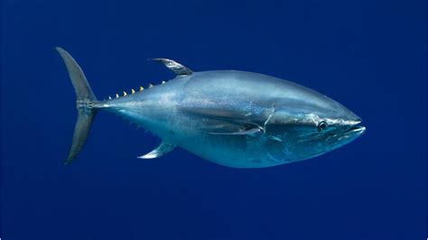 Pacific bluefin tuna, Open Waters, Fishes, Thunnus orientalis at the ...