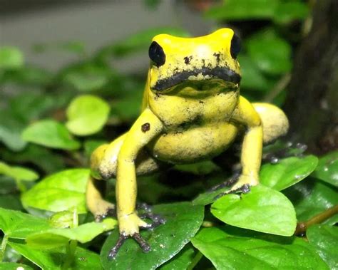 Golden poison frog | Zoopedia Wiki | Fandom