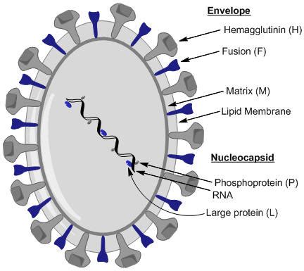 Viral Structure - The Measles Virus