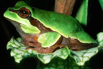 Pine Barrens Treefrog