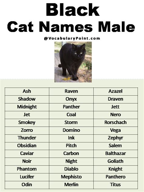 200+ Best Black Cat Names (Unique & Badass) - Vocabulary Point