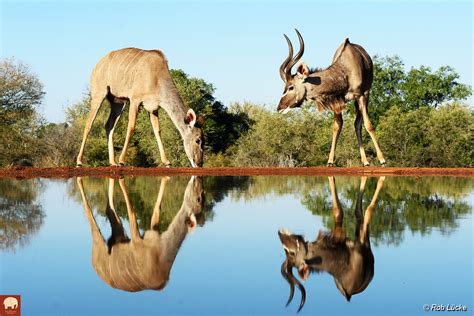 Wildlife Photography Blog - 10 tips when capturing images from a hide.