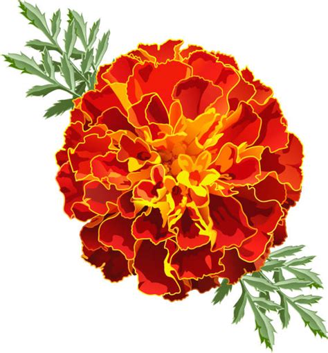 Best Marigold Illustrations, Royalty-Free Vector Graphics & Clip Art ...