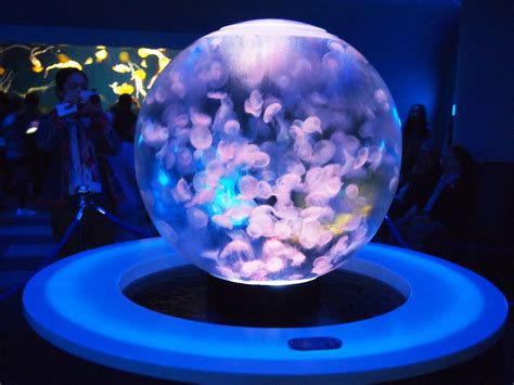 Jellyfish sphere in a Japanese aquarium : r/interestingasfuck