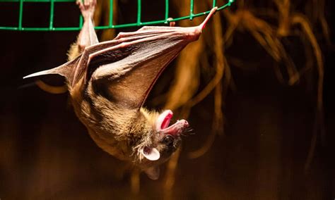 Are Bats Nocturnal Or Diurnal? Their Sleep Behavior Explained - A-Z Animals