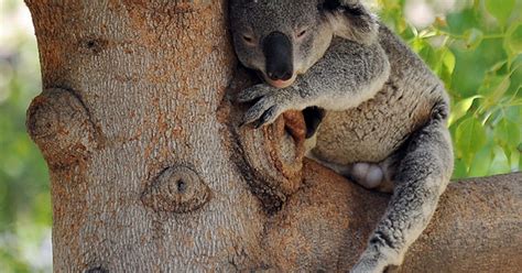 Mystery of koala mating call solved after SECOND set of vocal chords ...