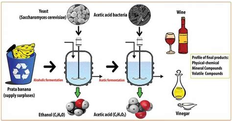 Application of Fermentation in Biotechnology - AngelinerosRojas