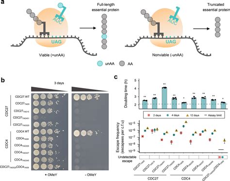 Design and construction of synthetic auxotrophy in which viability of ...