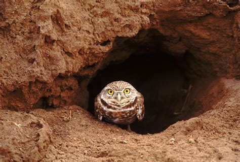 For Burrowing Owls, the Future Depends on Squirrels, Badgers and ...