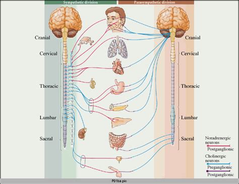 Preganglionic Fibers Run From the to the