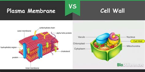 Difference Between Plasma Membrane and Cell Wall – Bio Differences