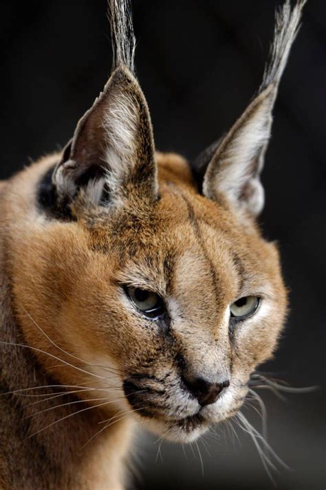 Caracal Lynx at the Great Plains Zoo