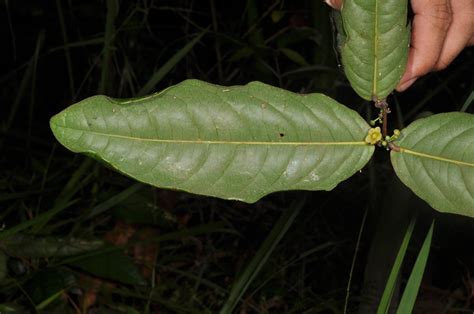 Salacia plant1 (Celastraceae) image 63775 at PhytoImages.siu.edu