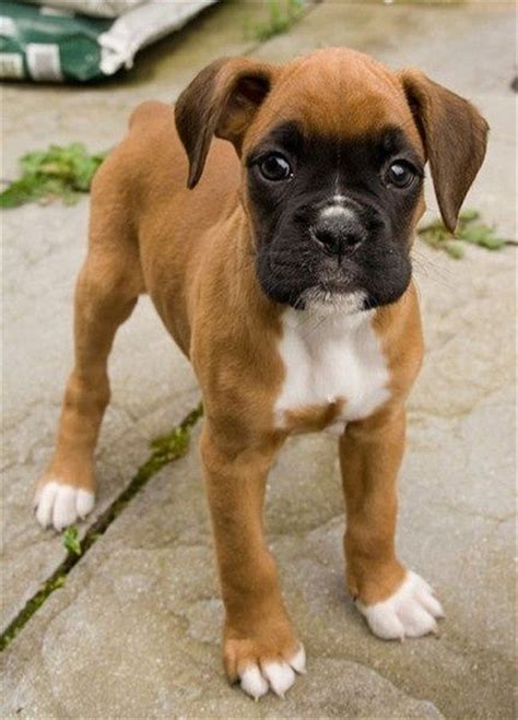 20+ Cute American Boxer Dog Pictures You Will Love | FallinPets