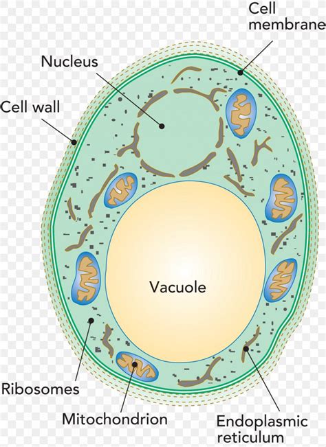 Penicillium Roqueforti Vacuole Cell Yeast Bacteria, PNG, 1200x1650px ...