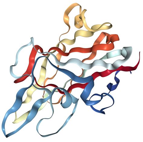 Factor VIII Protein