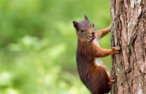 squirrels can climb trees – Country Pests