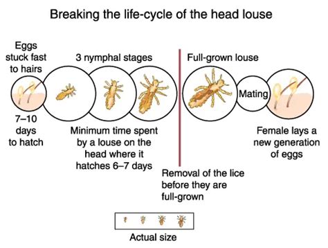 Bed Bugs vs Lice: What's the Difference? | LiceDoctors