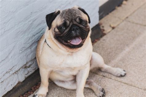 Pug Price: Why Pugs cost so much! - FrenchieWiki