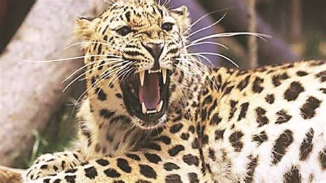 नाशिक: बिबट्याच्या हल्ल्यात शेतकरी जखमी | Farmer injured in leopard ...