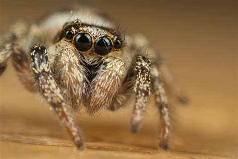 Cute Spider Wallpaper - WallpaperSafari