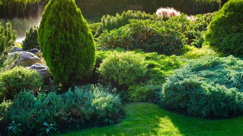 27 Evergreen Shrubs That Look Good Year-Round