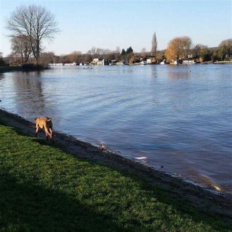 Dog walk at Cookham · Berkshire · Walkiees