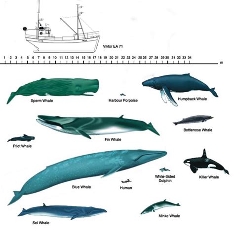 Species Of Whales