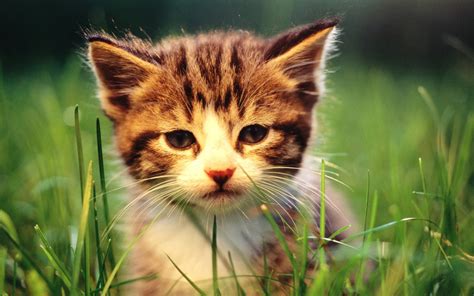 Wallpaper : rumput, cambang, kucing garong, anak kucing, fauna ...