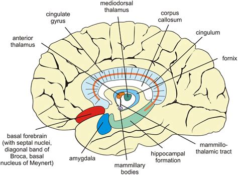 Frontiers | Towards Solving the Riddle of Forgetting in Functional ...