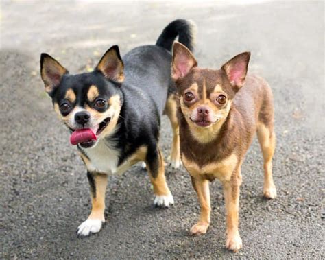 Pitbull Chihuahua Mix: Guide to Owning a Chipit Dog - K9 Web