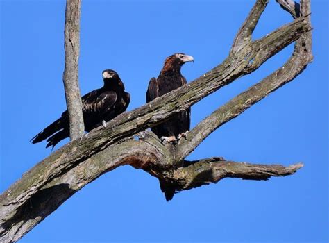 Wedge-Tailed Eagle - Facts, Diet, Habitat & Pictures on Animalia.bio ...