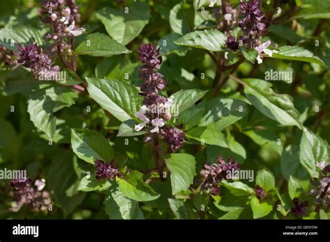 Cinnamon basil plant (Ocimum basilicum) - USA Stock Photo - Alamy