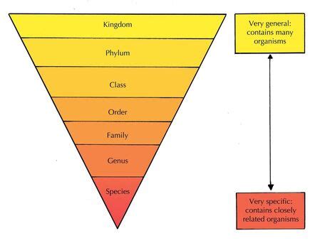 Classification - BIOLOGYSC